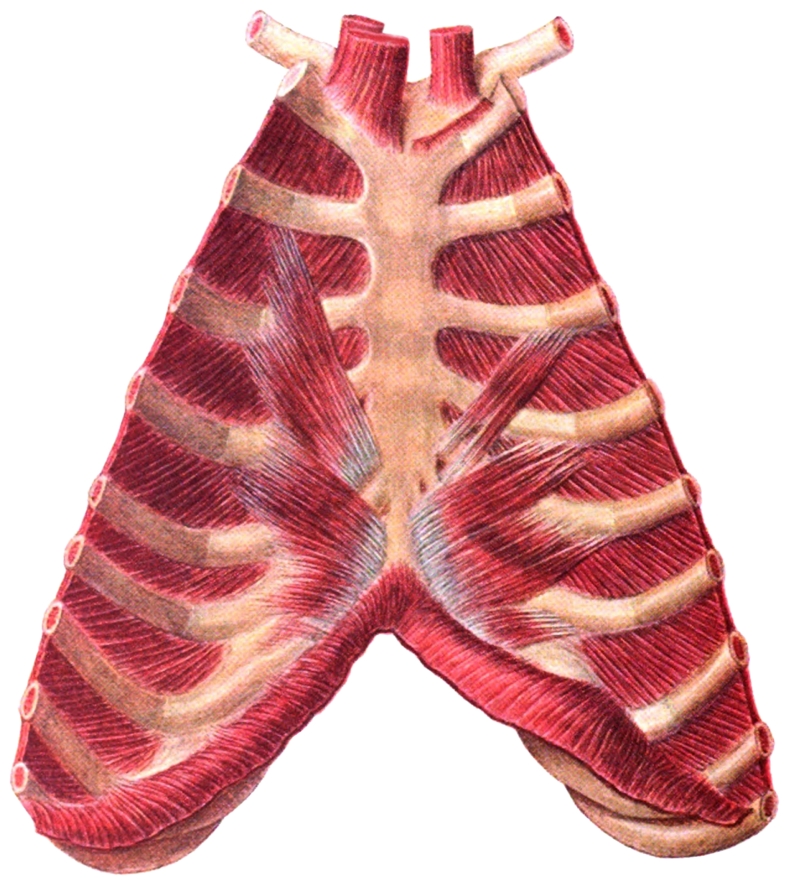 Sobotta Fig Intercostal Muscles And Sternum No Labels